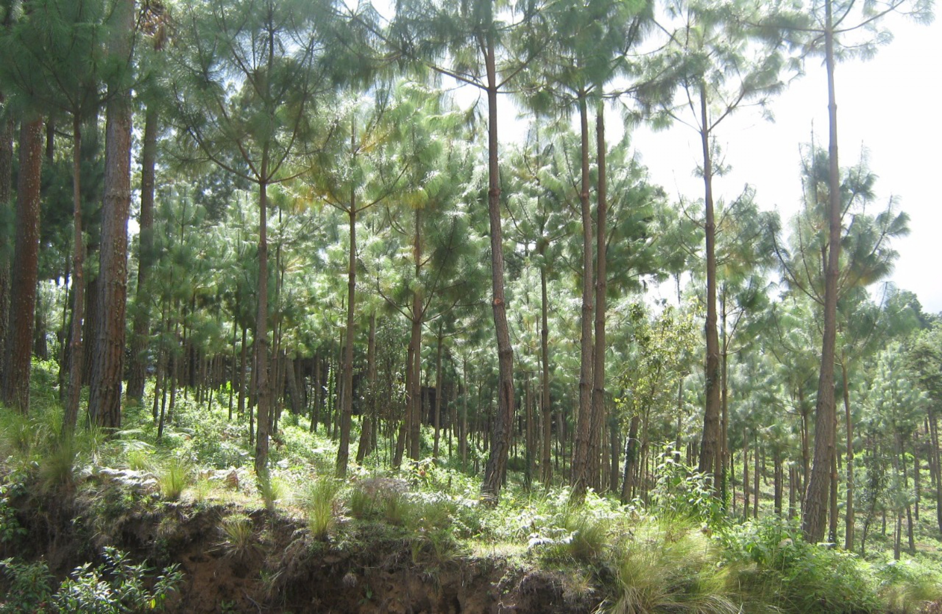 Participaci N Ciudadana En La Conservaci N De Los Bosques Forest