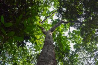 Bosque