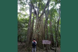 Ejido Caoba