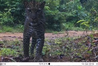 Gabon / Cogo Basin 4