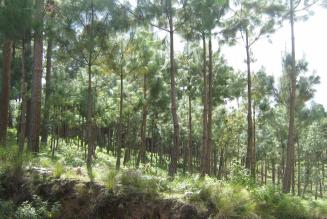 Conservación de los bosques