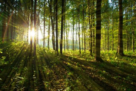 Bosque internacional