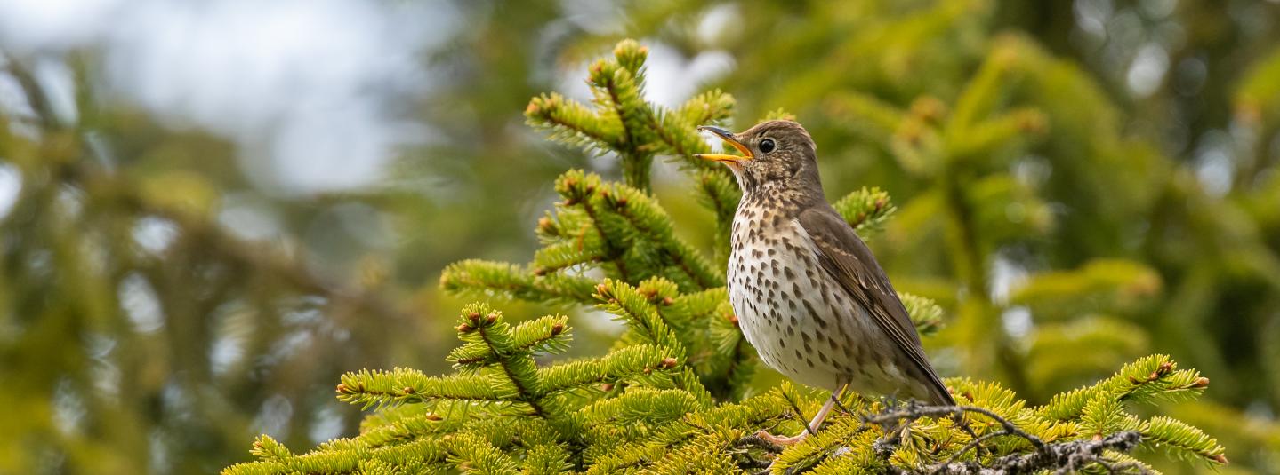 bird news