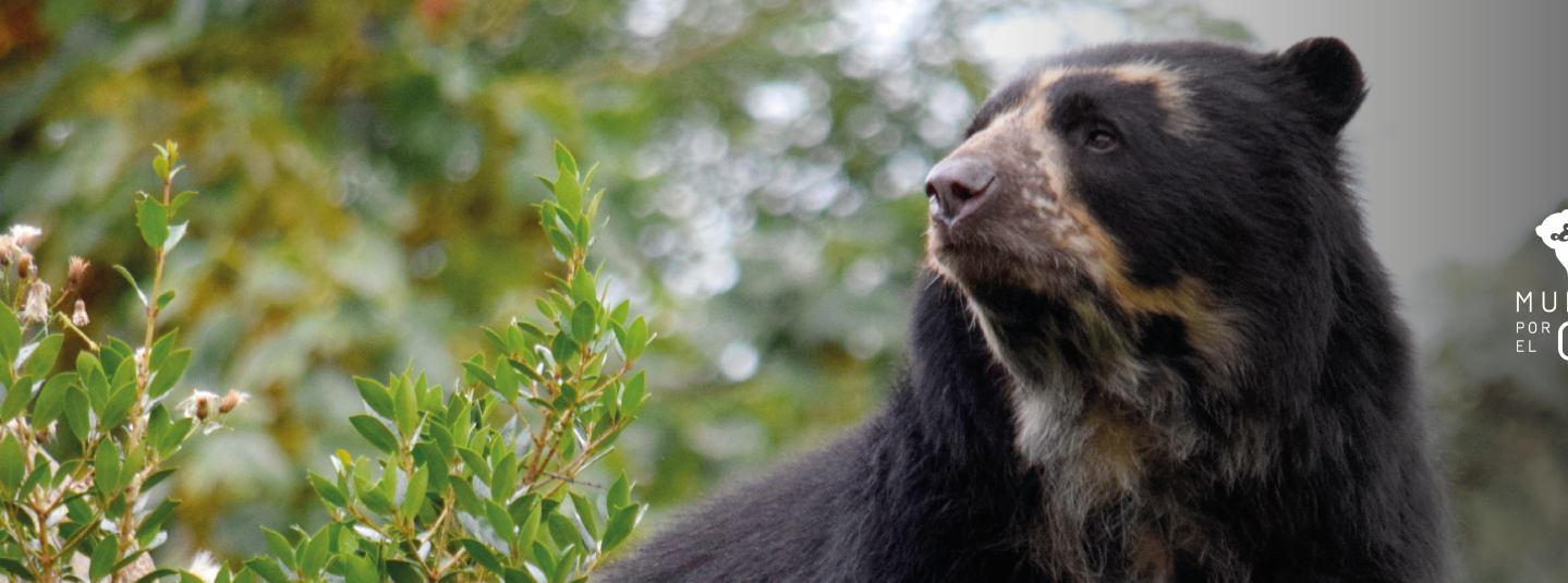 Muévete por el oso