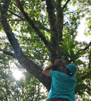 Forest worker monitoring carbon stock