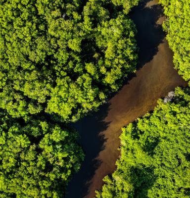 FSC Forests