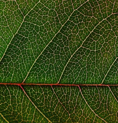 close up green leaf