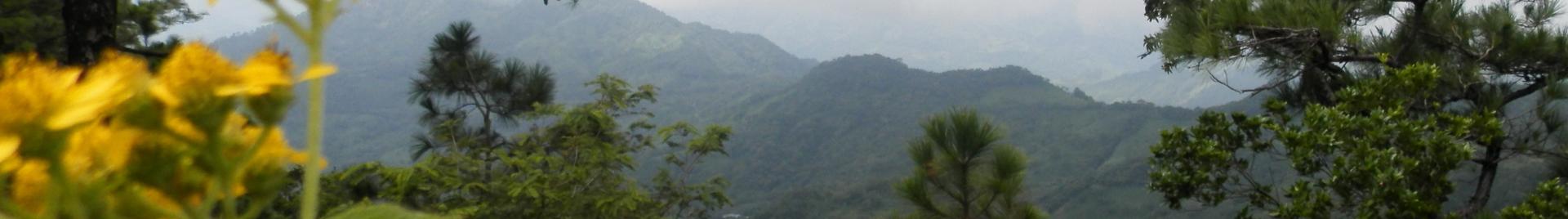 forest in Nicaragua